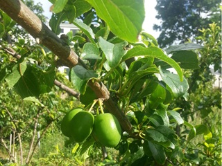 Green plum tree.