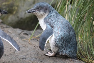 Little blue penguin at Wellington Zoo