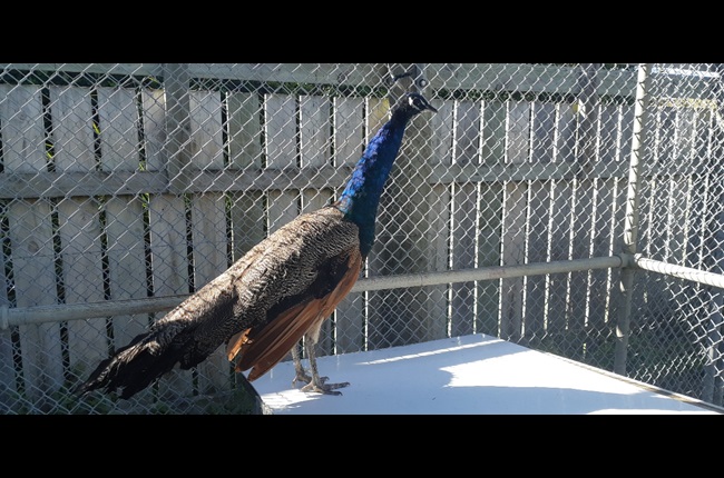 Animal shelter upgrade goes to the dogs… and a peacock